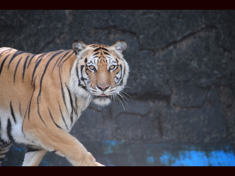 Closeup to Bengal Tiger