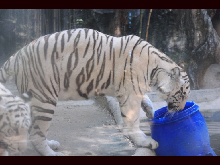 White Tiger drinking