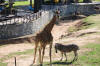 Khao Kheow Zoo