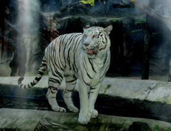 White Tiger