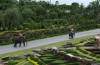 Nong Nooch Tropical Gardens