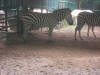 Zebras